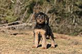 AIREDALE TERRIER 257